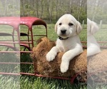 Small Photo #2 Labrador Retriever Puppy For Sale in NEOLA, WV, USA