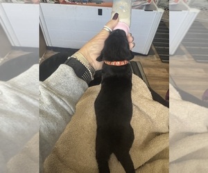 Newfoundland Puppy for sale in CHESTERFIELD, VA, USA