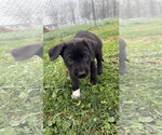 Small #3 Border Collie Mix