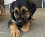 Puppy Lucy German Shepherd Dog-Goldendoodle Mix