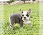 Small #3 French Bulldog