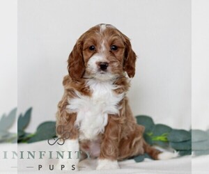 Goldendoodle (Miniature) Puppy for sale in EAST EARL, PA, USA