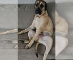 Small #4 Mastiff