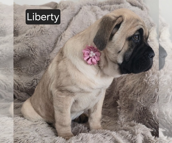 Medium Photo #8 Cane Corso Puppy For Sale in MINERAL WELLS, WV, USA