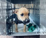Small #7 Rat Terrier Mix