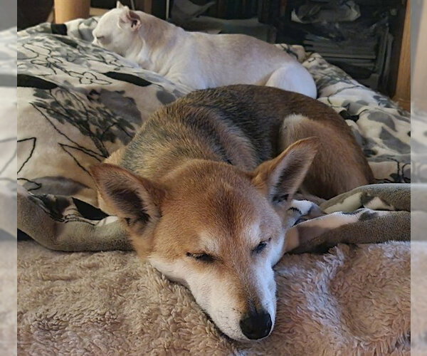Medium Photo #2 Shiba Inu Puppy For Sale in Fremont, CA, USA