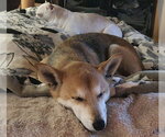 Small #1 Shiba Inu
