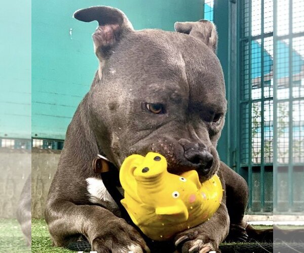 Medium Photo #5 American Pit Bull Terrier Puppy For Sale in Los Angeles, CA, USA