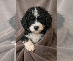 Puppy Ferdinand Bernedoodle
