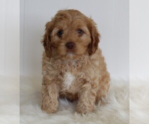 Cavapoo-Poodle (Standard) Mix Puppy for sale in FREDERICKSBURG, OH, USA
