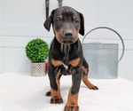Small #7 Doberman Pinscher