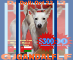 Small #32 Saluki-Whippet Mix