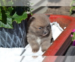 Puppy 3 Pomeranian