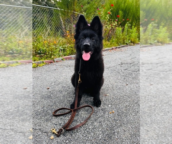 Medium Photo #4 German Shepherd Dog Puppy For Sale in GADSDEN, AL, USA
