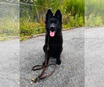 Small #3 German Shepherd Dog