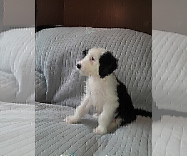 Medium Photo #8 Sheepadoodle Puppy For Sale in TAYLOR, MI, USA