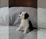 Small Photo #8 Sheepadoodle Puppy For Sale in TAYLOR, MI, USA