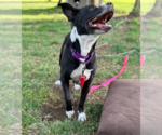 Small #10 Mutt