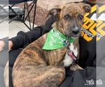 Small #5 Boxer-Plott Hound Mix