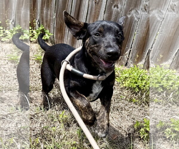 Medium Photo #4 Mutt Puppy For Sale in Sanford, FL, USA