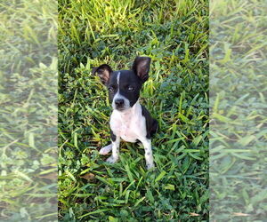 Sammie (TX) - Female Mutt Dog for Adoption - Photo #2