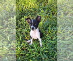 Small #1 Mutt
