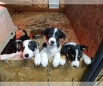 Small Photo #1 Border Collie Puppy For Sale in LA GRANDE, OR, USA