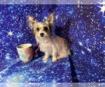 Small #5 Yorkshire Terrier