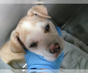 German Shepherd Dog-Unknown Mix Dogs for adoption in Oklahoma City, OK, USA