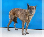 Small #1 Holland Shepherd Mix