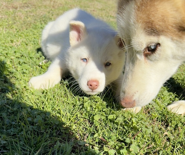 Medium Photo #3 Siberian Husky Puppy For Sale in HIRAM, GA, USA