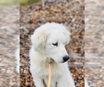 Small #1 Great Pyrenees