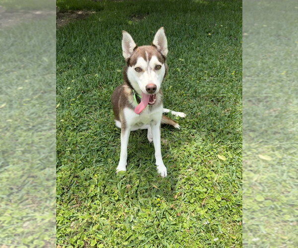 Medium Photo #1 Siberian Husky-Unknown Mix Puppy For Sale in San Leon, TX, USA