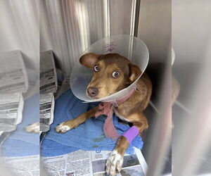 Beagle-Unknown Mix Dogs for adoption in Aurora, IN, USA