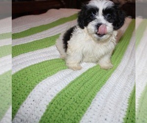 Havashu Puppy for sale in THAYER, KS, USA