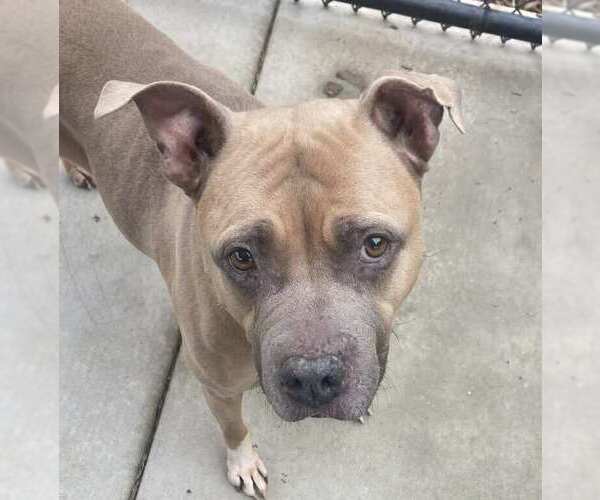 Medium Photo #3 American Staffordshire Terrier-Unknown Mix Puppy For Sale in Elk Grove, CA, USA