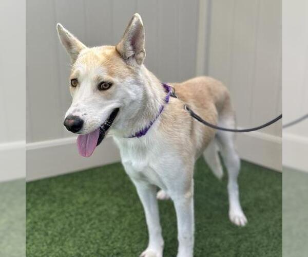 Medium Photo #2 German Shepherd Dog-Unknown Mix Puppy For Sale in Camarillo, CA, USA