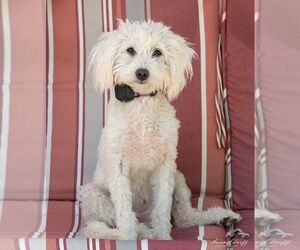 Maltese-Unknown Mix Dogs for adoption in Las Vegas, NV, USA