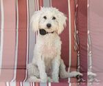 Meadow Rue - Female Maltese-Unknown Mix Dog for Adoption - Small photo