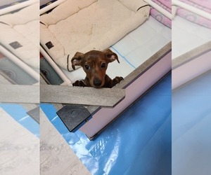 Dachshund Puppy for sale in FORT WALTON BEACH, FL, USA