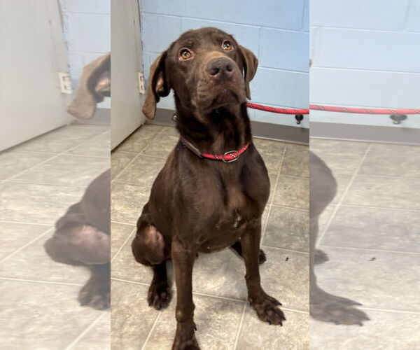 Medium Photo #4 Labmaraner Puppy For Sale in Rustburg, VA, USA