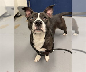 Mutt Dogs for adoption in Peoria, IL, USA