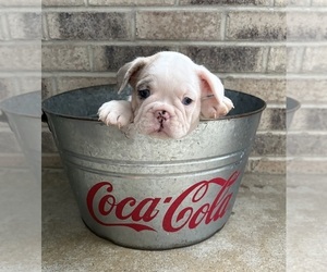 French Bulldog Puppy for sale in MIDDLEBURY, IN, USA