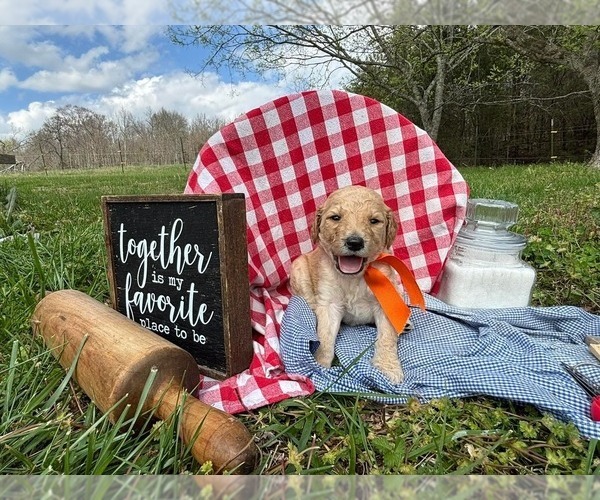 Medium Photo #7 Goldendoodle Puppy For Sale in LEBANON, TN, USA