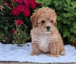 Puppy 3 Cock-A-Poo