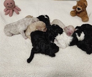 Poodle (Standard) Litter for sale in PIEDMONT, MO, USA