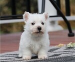 Small Photo #8 West Highland White Terrier Puppy For Sale in SYRACUSE, IN, USA