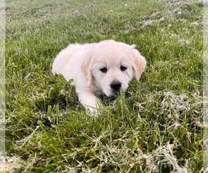 English Cream Golden Retriever Puppy for sale in ROME, PA, USA