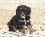 Small #3 Miniature Bernedoodle