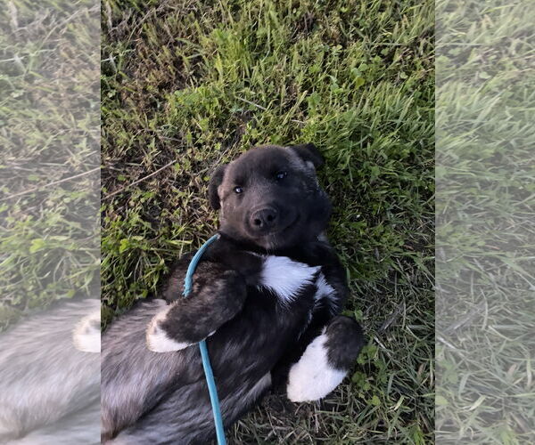Medium Photo #2 Akita-Anatolian Shepherd Mix Puppy For Sale in Pottstown, PA, USA